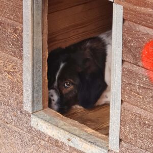 LUSIK lebt im Open Shelter Baile Herculane