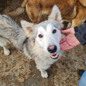 PRISKO - reserviert Vergessene Pfoten Stuttgart vermittelt