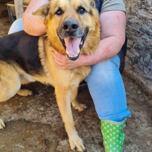 BEL AMI - vermittelt Manuela