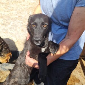 IVY - reserviert TH Filderstadt - vermittelt