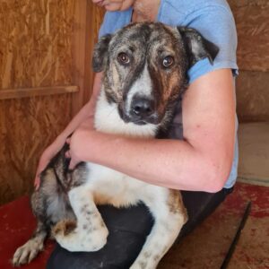 NAOKI - Mobbingopfer - auf PDR PS im PLZ Bezirk 76 - ausgereist - vermittelt