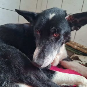 FJELLA - Notfall - reserviert LS vermittelt