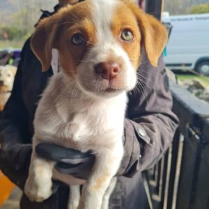 CHRINA - reserviert Vergessene Pfoten Stuttgart - vermittelt