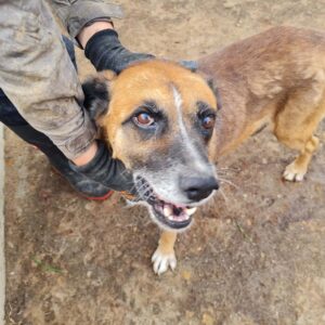 PELLO - auf PDR PS im PLZ Bezirk 18 - ausgereist RBB 14.08.23