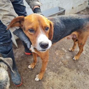 CINZANO - Notfall - reserviert Manuela - vermittelt