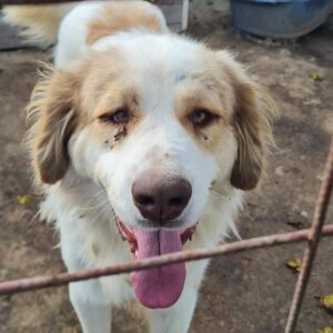 JAY - vermittelt Kathleen Müller