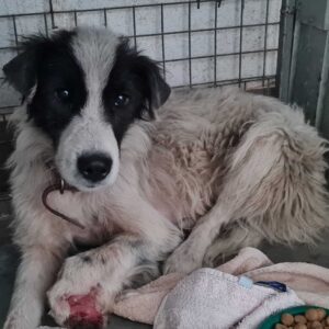 MORLE - linker Vorderlauf fehlt - reserviert TH Tuttlingen vermittelt