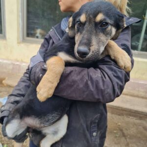 BEA - auf Pflegestelle in PLZ 2 vermittelt