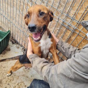 MARIJOSCHA - sollte schnellstmöglich reisen - sehr verzweifelt und wurde gebissen - reserviert TINO - vermittelt