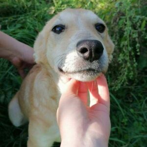 KANJA - sollte zeitnah reisen - wird gemobbt - vermittelt