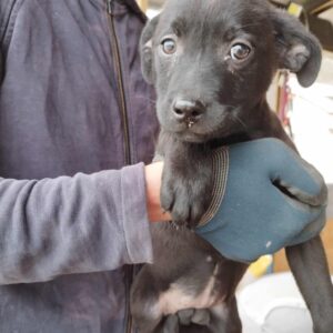 DEENAH - auf Pflegestelle in PLZ 52 *vermittelt*