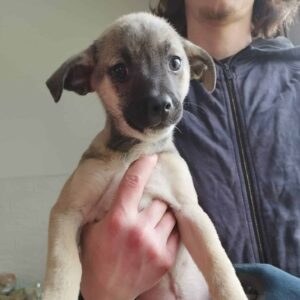 ALANI - auf Pflegestelle in PLZ 52 *vermittelt*