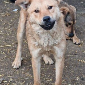 BANJO - auf Pflegestelle in PLZ 34 - vermittelt