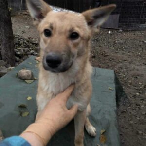 PIA - über andere Orga ausgereist - vermittelt