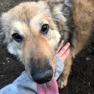 SHANDRA - vor Ort vermittelt 03/23