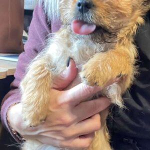 YARA - reserviert Hundescheune Fläming - vermittelt