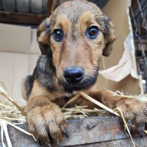 KÄTHCHEN - reserviert Alexandra - vermittelt