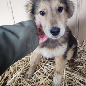 BOMBOLO - reserviert LS - vermittelt