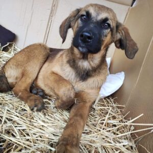 RIKO - auf Pflegestelle in PLZ 79 - ausgereist