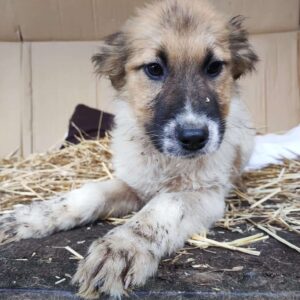 SITKA - reserviert Betty - vermittelt