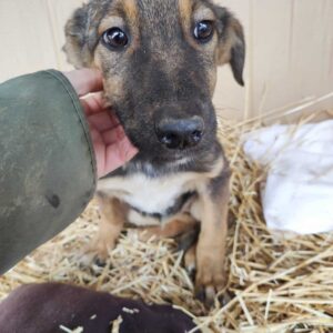 SALCHA - med Notfall - auf Pflegestelle in PLZ 17 - ausgereist
