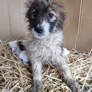 VALENTINA - auf PDR Gnadenplatzpflegestelle gereist