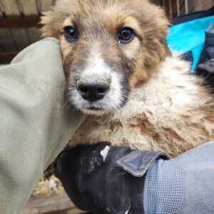 WOODSTOCK - auf Pflegestelle in PLZ 26 *vermittelt*