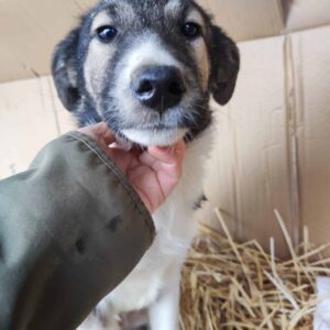 COSTA - reserviert Betty - vermittelt