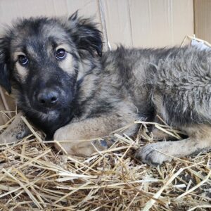 MAMBO - reserviert Betty - vermittelt