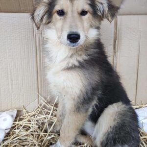 CLOUD - reserviert LS - vermittelt