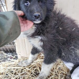 SPARROW - linkes Auge fehlt - reserviert TH Iserlohn - vermittelt