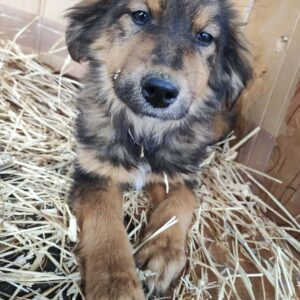 HENRIEKE - reserviert AN / MfTL - vermittelt