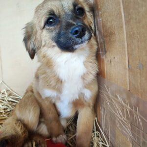 SVEJA - reserviert Kathleen Müller - vermittelt