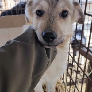 SARNA - auf Pflegestelle in PLZ 21 *vermittelt*