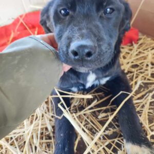 DROPSI - reserviert JW - vermittelt