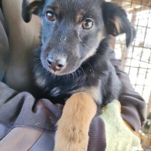 SUE - reserviert Alexandra - vermittelt