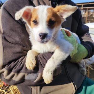 ANSGAR - auf Pflegestelle in PLZ 38 *vermittelt*