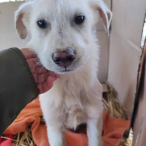 SHIRO - reserviert AN / MfTL - vermittelt