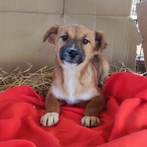 THOR - reserviert TST Rösrath - vermittelt