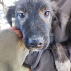 YALA - auf Pflegestelle in PLZ 57 *vermittelt*