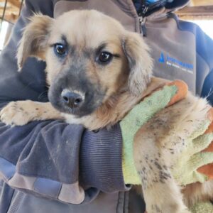 RHONA - reserviert TST Rösrath - vermittelt