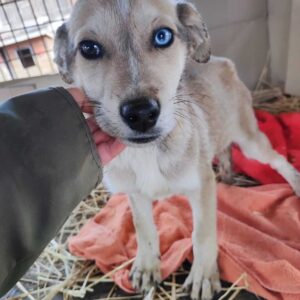 AZUR - reserviert TH Limburg - vermittelt