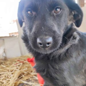 LUANA - auf Pflegestelle in PLZ 94 *vermittelt*