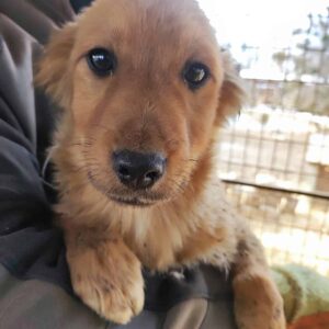 PIPPA - reserviert LS - vermittelt