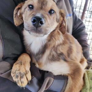 LUCCA - reserviert Second Chance Dogs - vermittelt