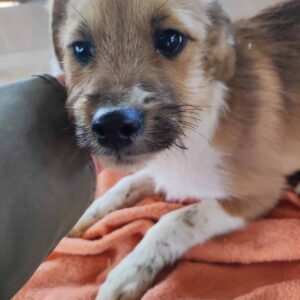 BUFFJE - reserviert TST Rösrath - vermittelt