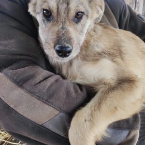 TORVI - reserviert JW - vermittelt