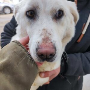 BETTIE - reserviert PVA - vermittelt