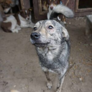 SUNITA - ausgereist zum TST Rösrath