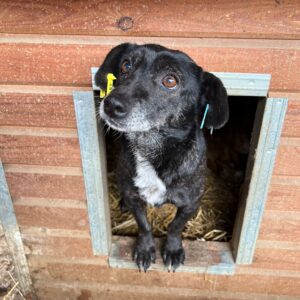 STARDUST - aktuell zu dünn - reserviert TH Lingen - vermittelt